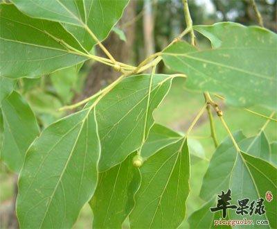 樟树叶的功效与作用-樟树叶的图片样子