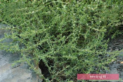 猪毛菜的功效与作用-猪毛菜的图片样子