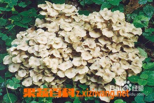 猪靥的功效与作用-猪靥的图片样子