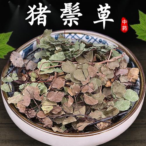 猪鬃草的功效与作用-猪鬃草的图片样子