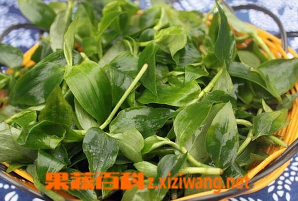 竹叶菜的功效与作用-竹叶菜的图片样子