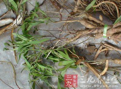 竹叶防风的功效与作用-竹叶防风的图片样子