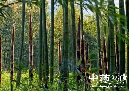 竹衣的功效与作用-竹衣的图片样子