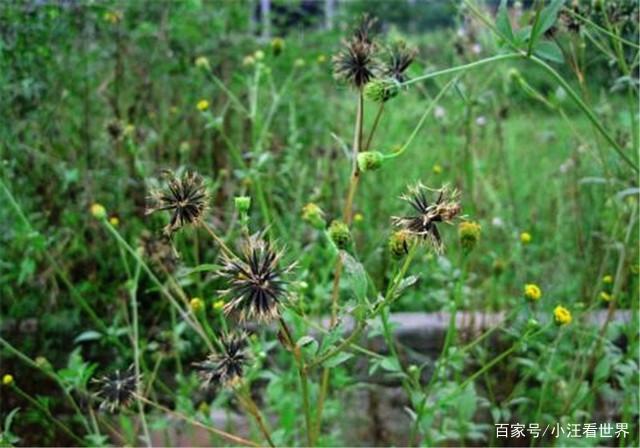 粘人花的功效与作用-粘人花的图片样子