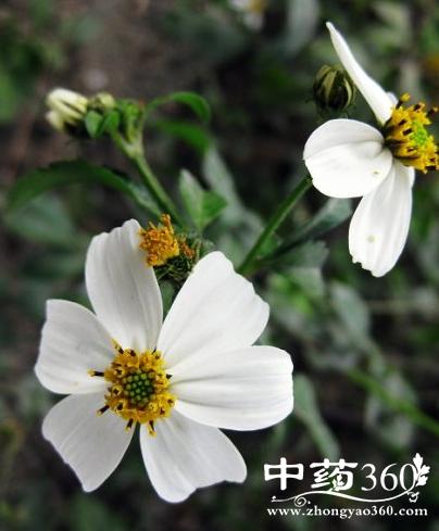 粘人花根的功效与作用-粘人花根的图片样子