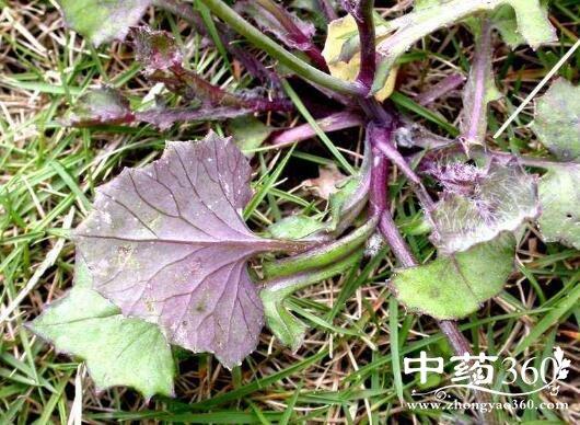 紫筒草根的功效与作用-紫筒草根的图片样子