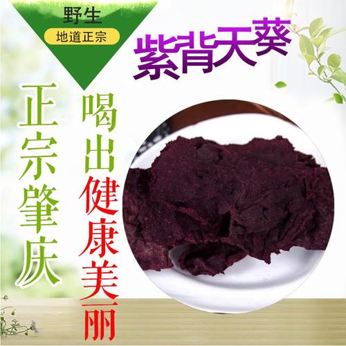 紫背天葵草的功效与作用-紫背天葵草的图片样子