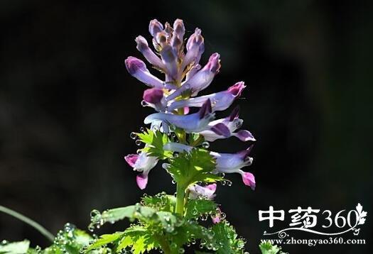 紫花鱼灯草的功效与作用-紫花鱼灯草的图片样子