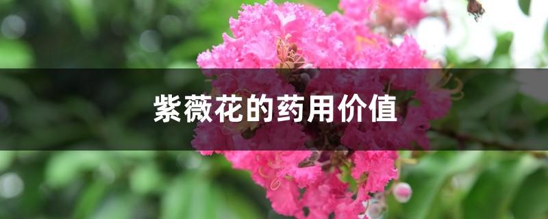 紫薇花的功效与作用-紫薇花的图片样子