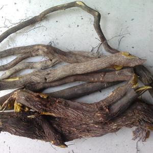 紫藤根的功效与作用-紫藤根的图片样子