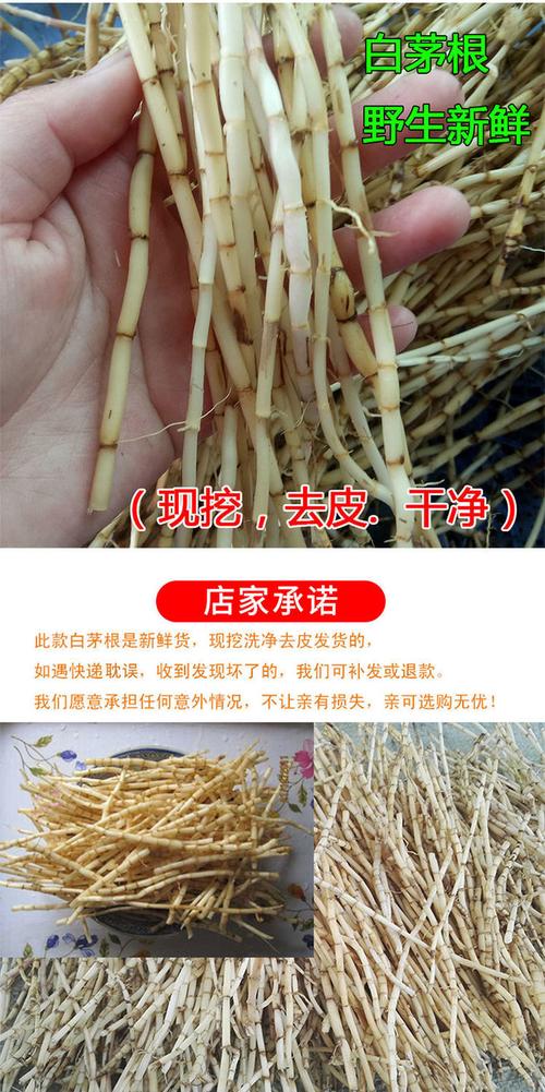 羊毛草根的功效与作用-羊毛草根的图片样子