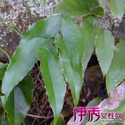 羊脬的功效与作用-羊脬的图片样子