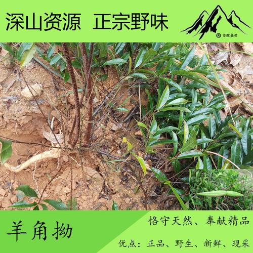 羊角纽花的功效与作用-羊角纽花的图片样子