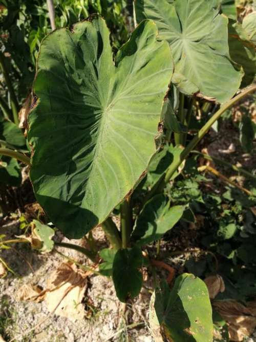 芋叶的功效与作用-芋叶的图片样子