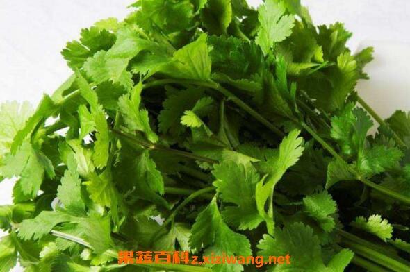 芫荽的功效与作用-芫荽的图片样子