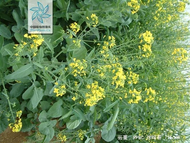 芸薹的功效与作用-芸薹的图片样子