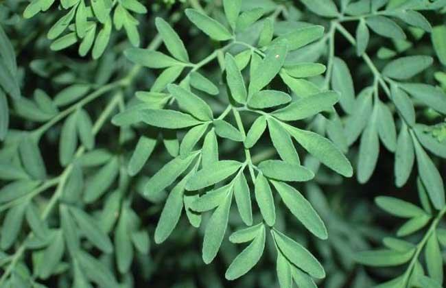 芸香草的功效与作用-芸香草的图片样子