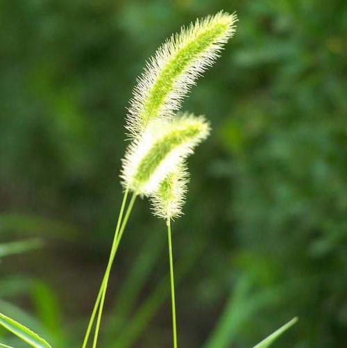 莠狗尾草的功效与作用-莠狗尾草的图片样子