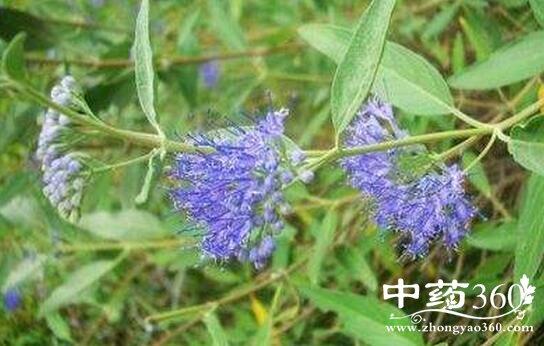 莸的功效与作用-莸的图片样子