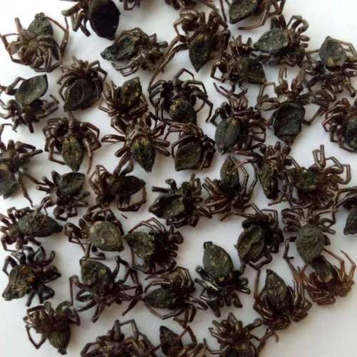 蜘蛛的功效与作用-蜘蛛的图片样子