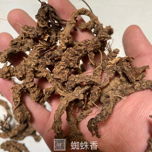 蜘蛛香的功效与作用-蜘蛛香的图片样子