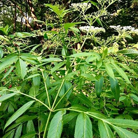 走马风的功效与作用-走马风的图片样子