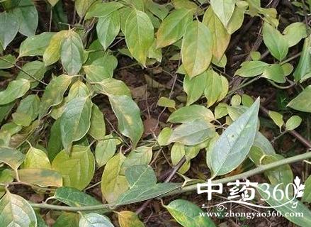 越王余算的功效与作用-越王余算的图片样子