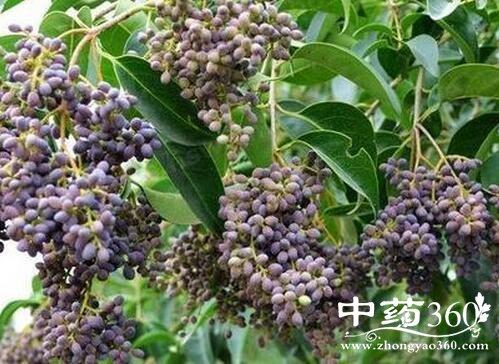 野冬青果的功效与作用-野冬青果的图片样子