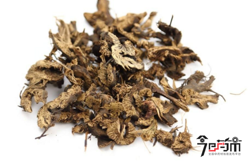 野升麻的功效与作用-野升麻的图片样子