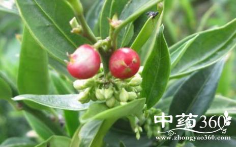野扇花果的功效与作用-野扇花果的图片样子