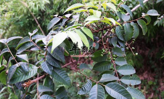 野漆树根的功效与作用-野漆树根的图片样子