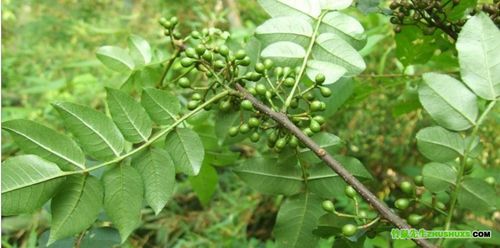 野花椒的功效与作用-野花椒的图片样子
