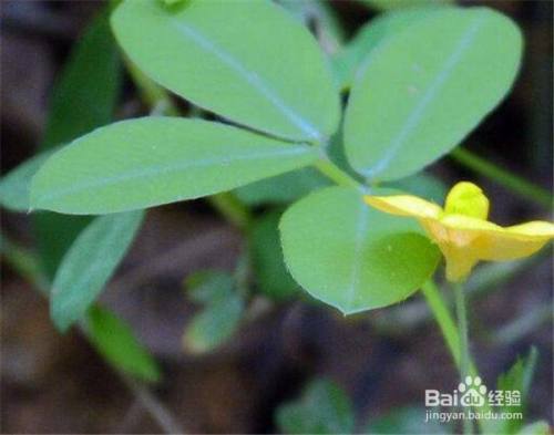 野花生的功效与作用-野花生的图片样子