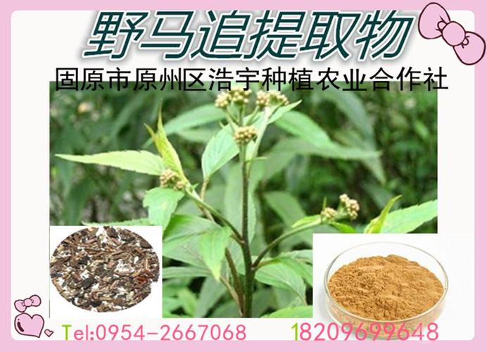 野马追的功效与作用-野马追的图片样子