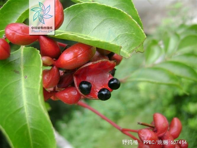 野鸦椿根的功效与作用-野鸦椿根的图片样子