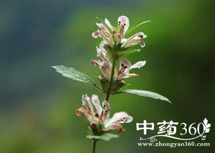 錾菜的功效与作用-錾菜的图片样子