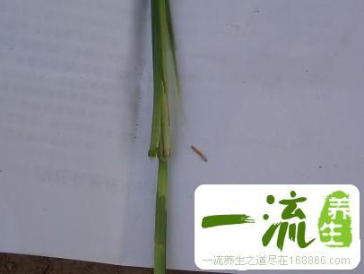 钻秆虫的功效与作用-钻秆虫的图片样子