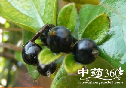 银花子的功效与作用-银花子的图片样子