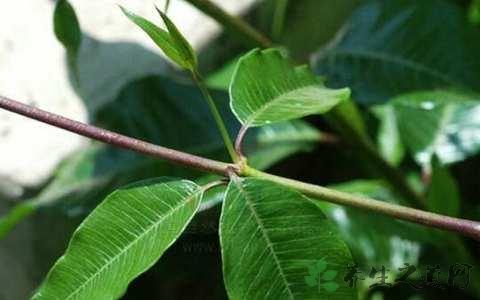 阴香皮的功效与作用-阴香皮的图片样子