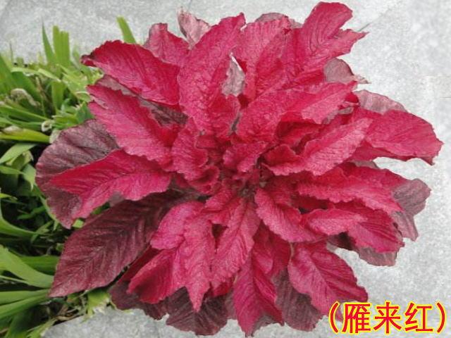 雁来红的功效与作用-雁来红的图片样子