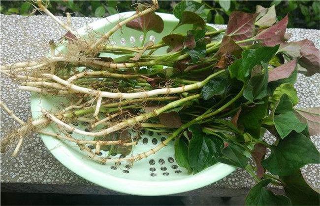 鱼香草的功效与作用-鱼香草的图片样子