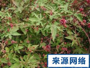 鸢脚爪的功效与作用-鸢脚爪的图片样子