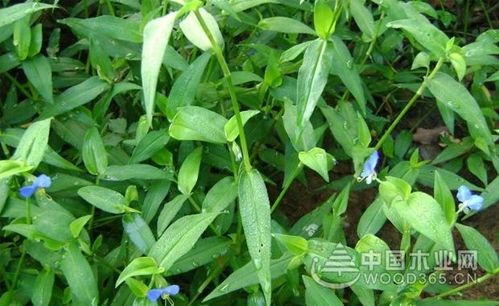 鸭舌草的功效与作用-鸭舌草的图片样子