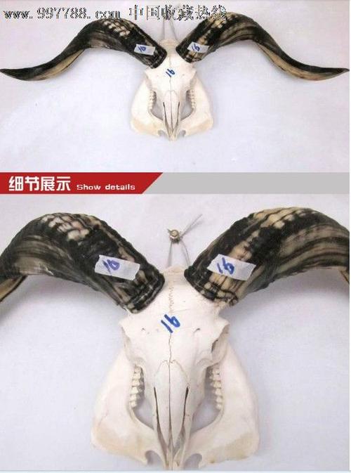 羊头骨泡酒、颈椎病摆手！