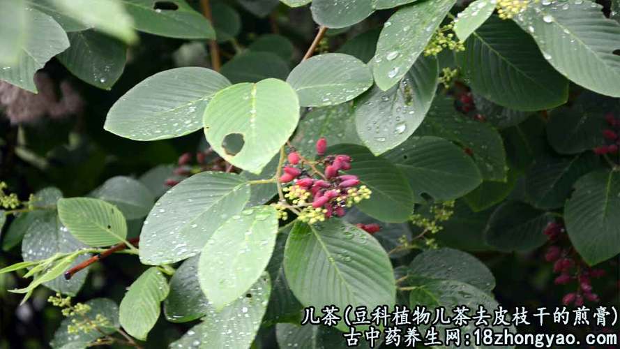 中药儿茶的的功效与作用-中药儿茶的的图片样子