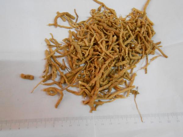 中药远志的功效与作用,中药远志的功效与作用及食用方法的功效与作用-中药远志的功效与作用,中药远志的功效与作用及食用方法的图片样子