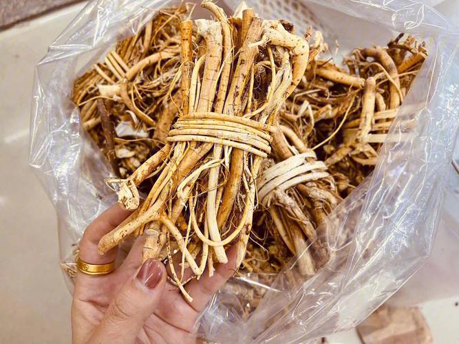 五指毛桃的功效与作用别名,五指毛桃的作用和功效与作用的功效与作用-五指毛桃的功效与作用别名,五指毛桃的作用和功效与作用的图片样子