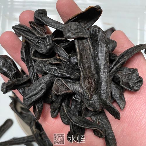 什么是水蛭,水蛭长什么样子的功效与作用-什么是水蛭,水蛭长什么样子的图片样子