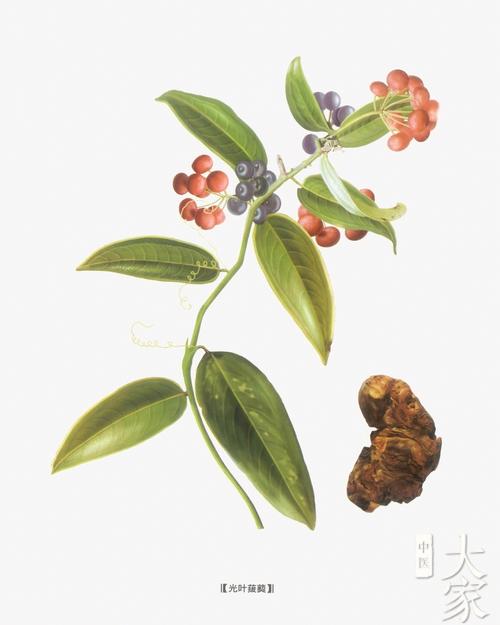 土茯苓功效与作用的功效与作用-土茯苓功效与作用的图片样子