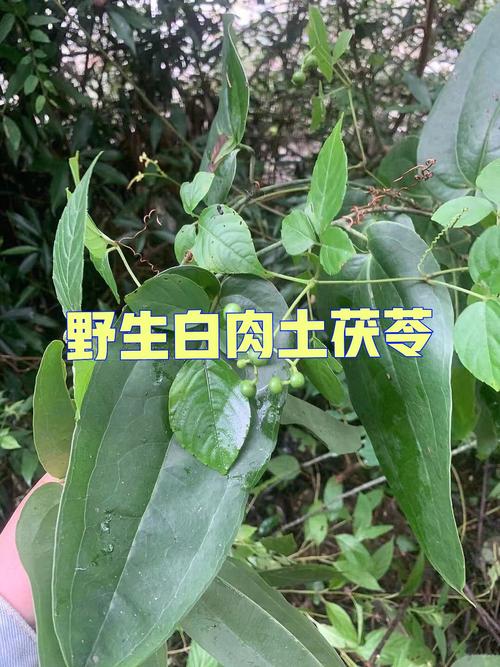 土茯苓配十大功效与作用,土茯苓与茯苓的功效与作用及食用方法的功效与作用-土茯苓配十大功效与作用,土茯苓与茯苓的功效与作用及食用方法的图片样子